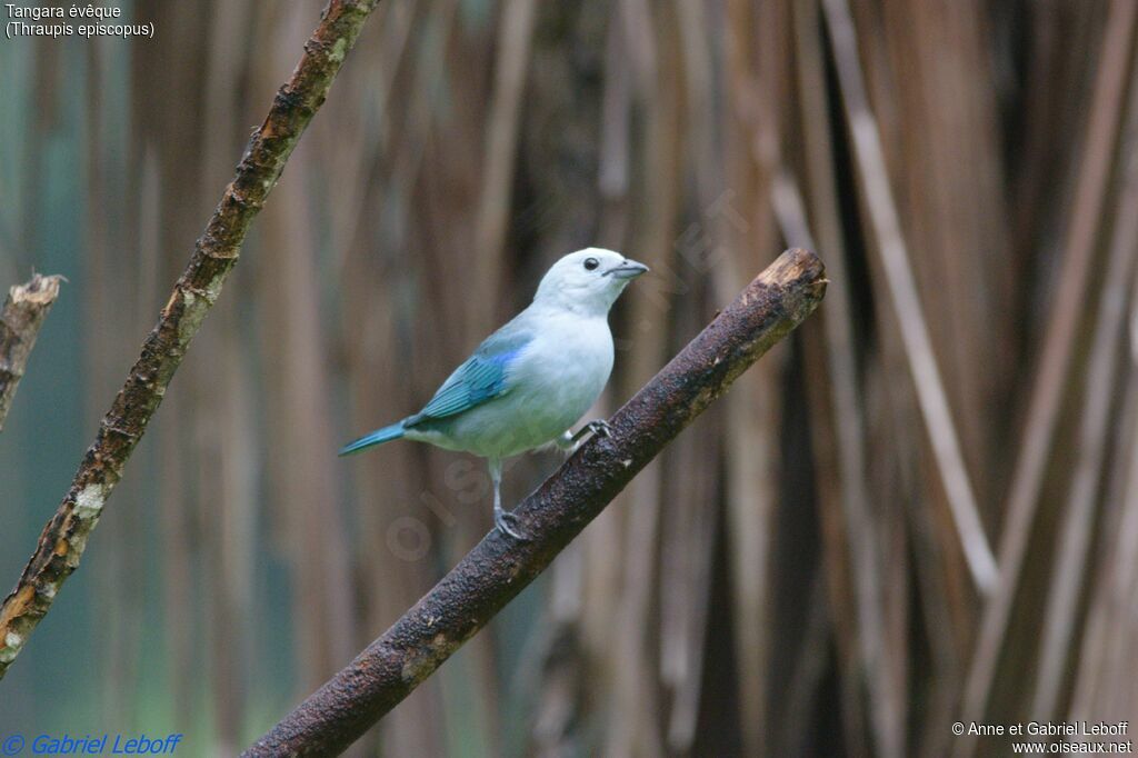 Blue-grey Tanageradult