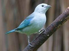 Blue-grey Tanager