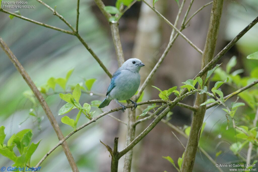 Blue-grey Tanageradult