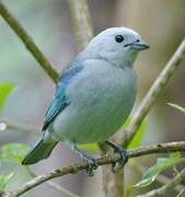 Blue-grey Tanager