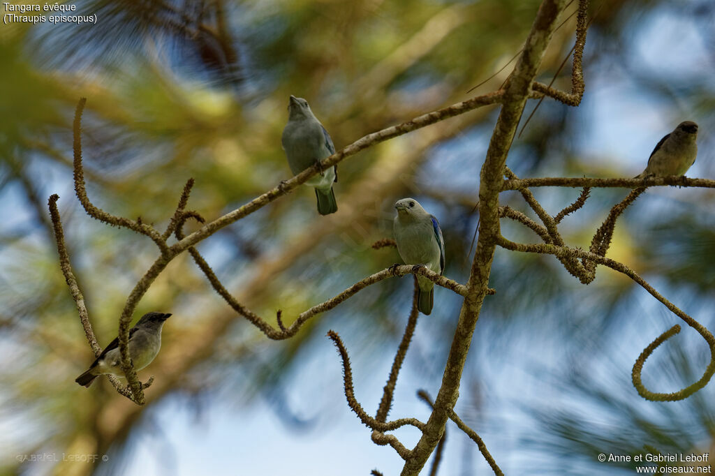 Blue-grey Tanageradult