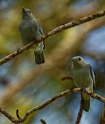 Blue-grey Tanager