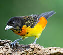 Tangara flamboyant