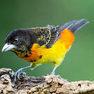Tangara flamboyant