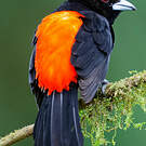 Tangara flamboyant