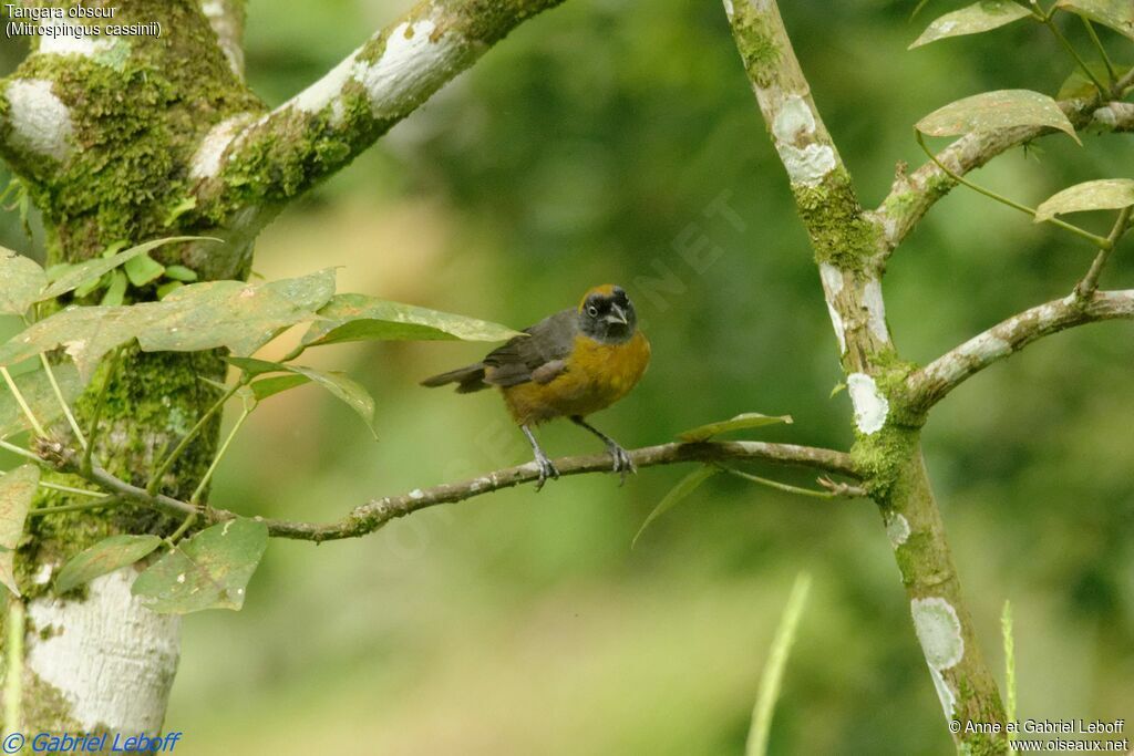 Dusky-faced Tanageradult