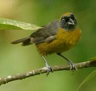 Dusky-faced Tanager