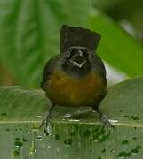 Dusky-faced Tanager