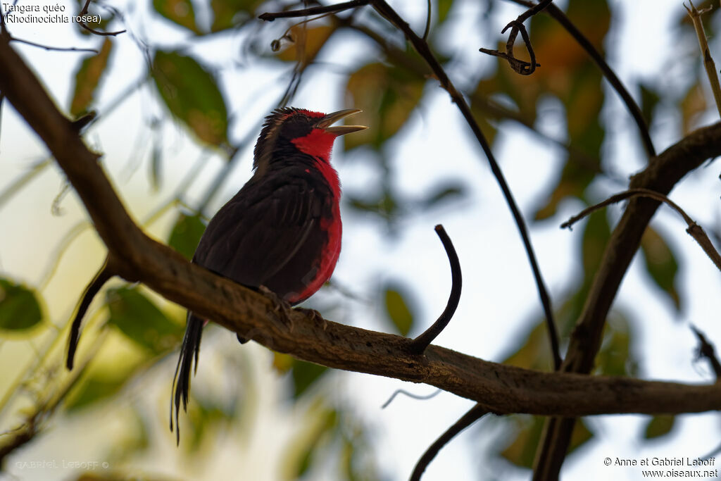 Rosy Thrush-tanager