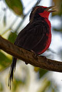 Rosy Thrush-tanager