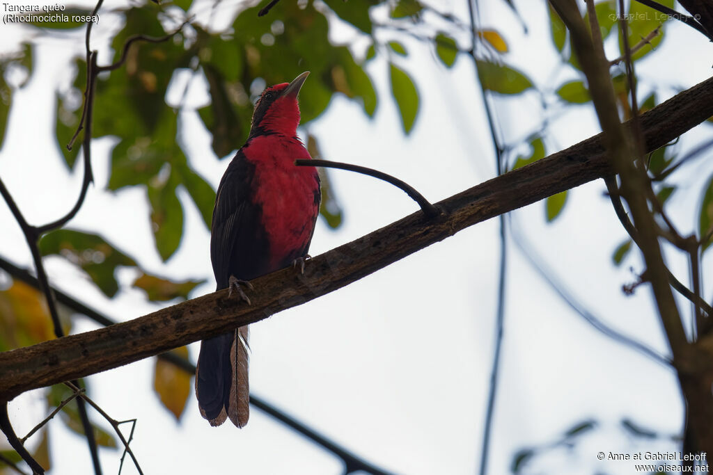 Rosy Thrush-tanager