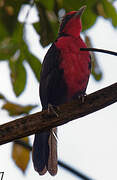 Rosy Thrush-tanager