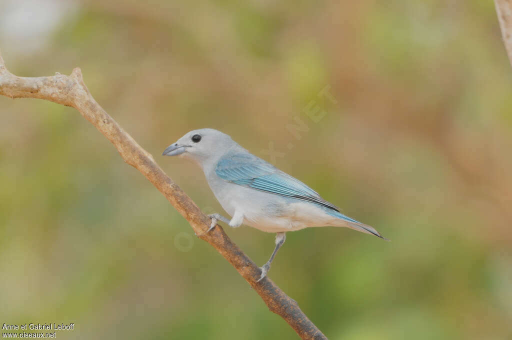 Tangara sayacaadulte, identification