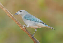 Sayaca Tanager