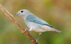 Sayaca Tanager