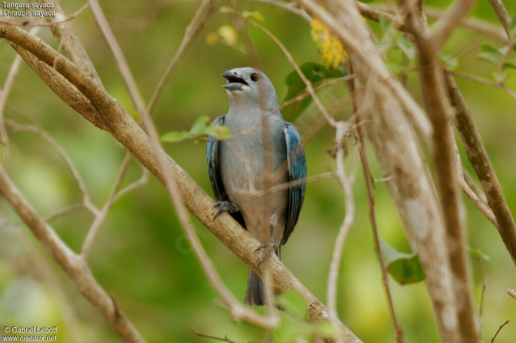 Sayaca Tanager