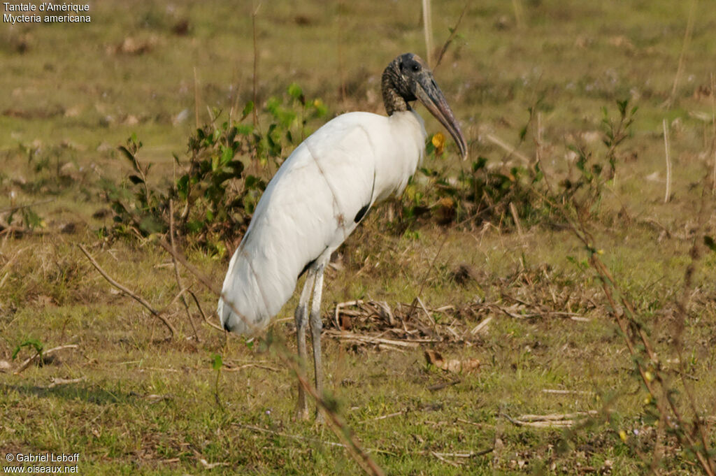 Wood Stork