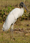 Wood Stork