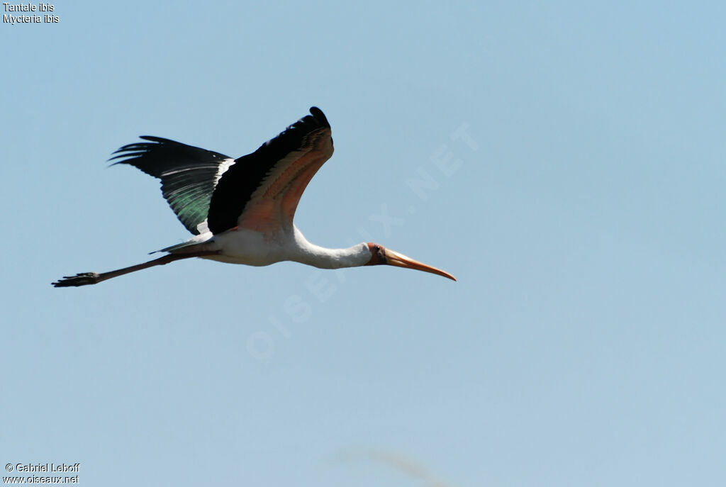 Yellow-billed Stork