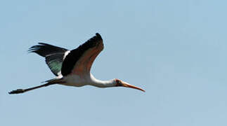 Yellow-billed Stork