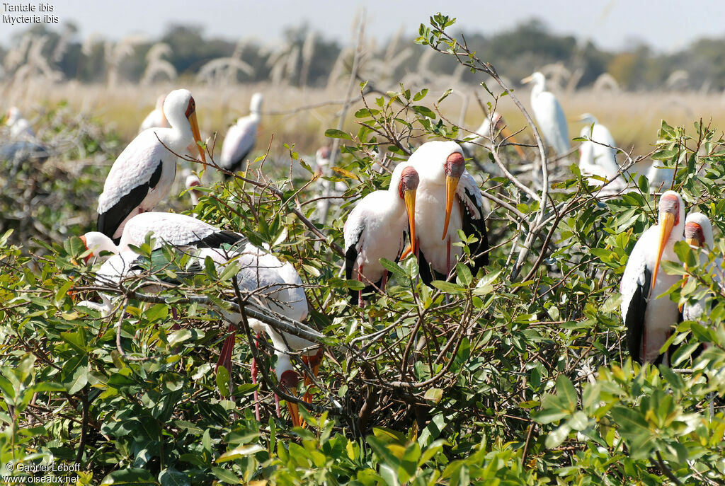 Yellow-billed Stork