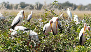 Yellow-billed Stork