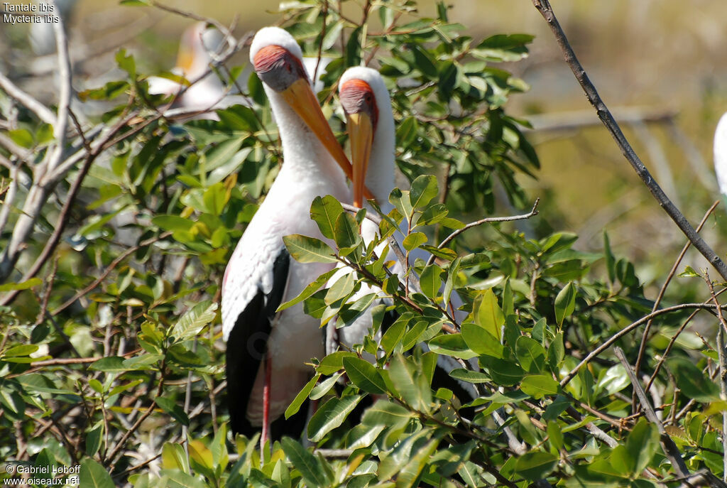 Yellow-billed Stork