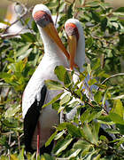 Yellow-billed Stork