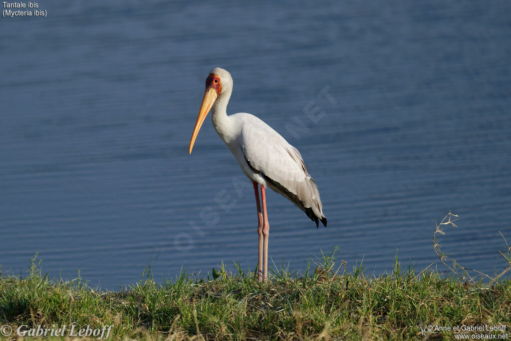 Yellow-billed Stork