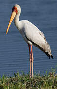 Yellow-billed Stork