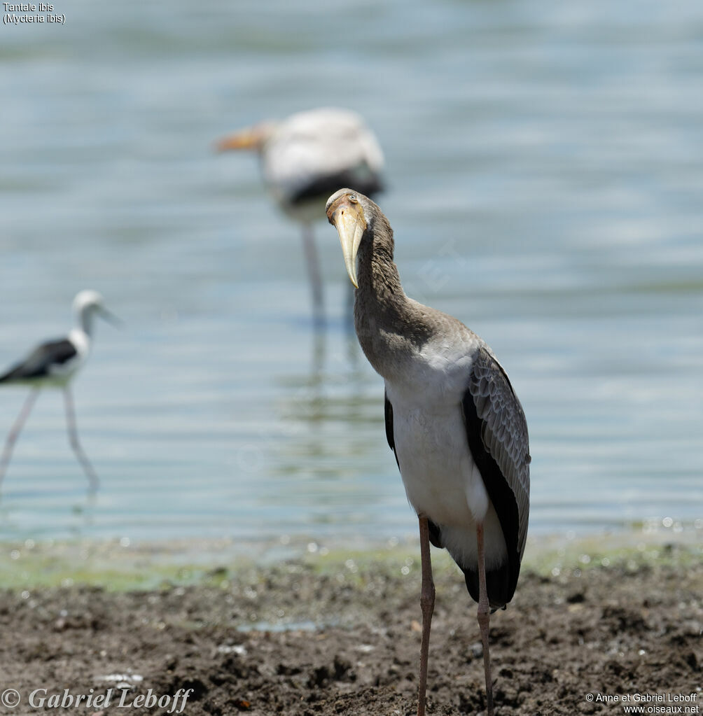 Yellow-billed Storkimmature