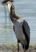 Yellow-billed Stork