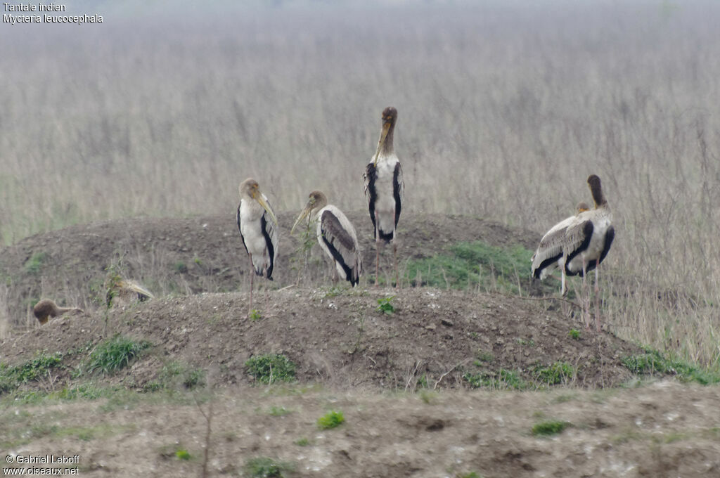 Painted Storkjuvenile