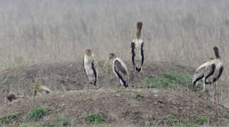 Painted Stork