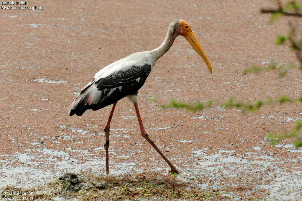 Painted Stork