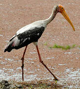 Painted Stork