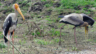 Painted Stork