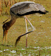 Painted Stork