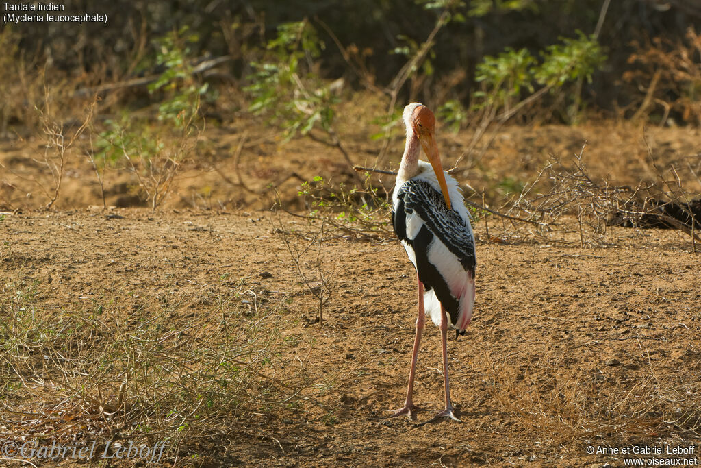 Painted Stork