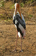 Painted Stork