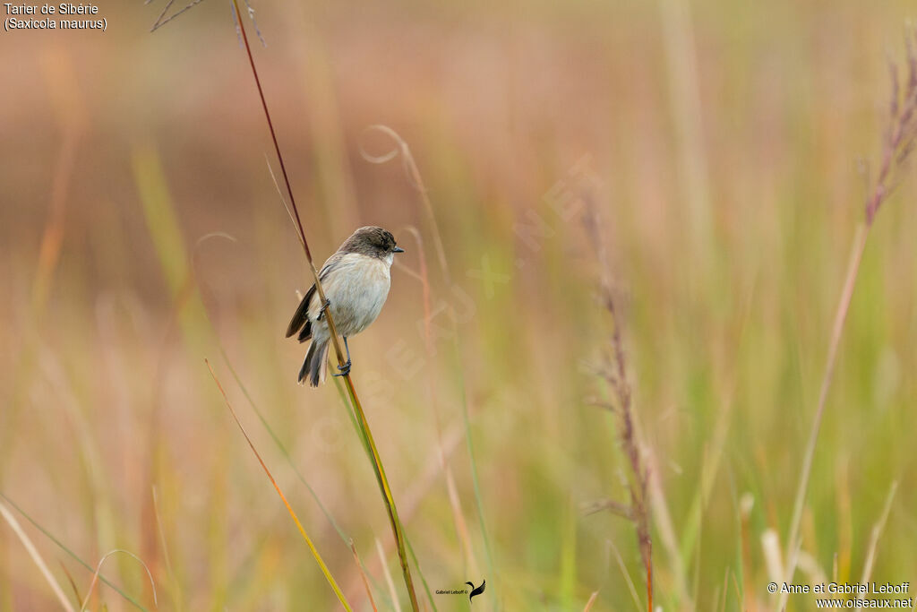 Siberian Stonechat