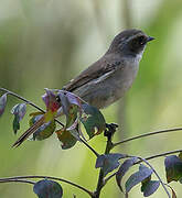 Grey Bush Chat