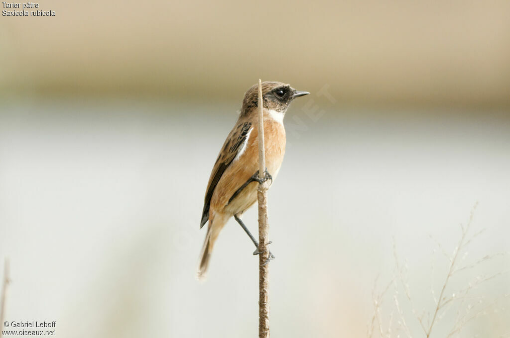 European Stonechat