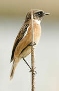 European Stonechat