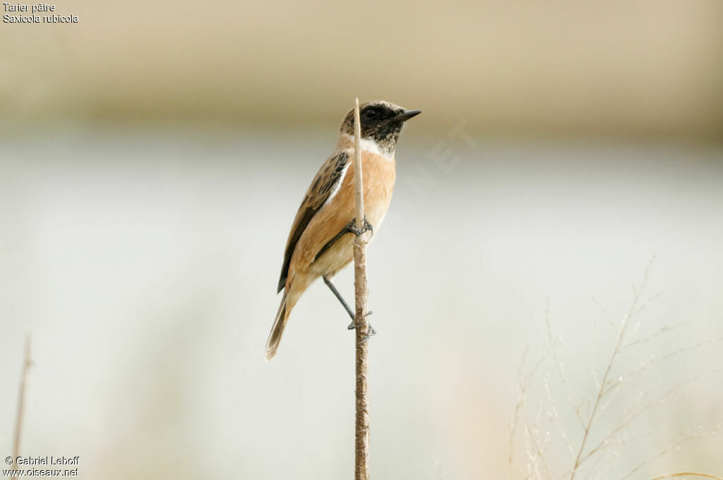 European Stonechat