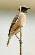 European Stonechat