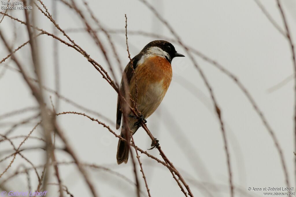 European Stonechat