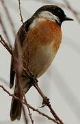 European Stonechat