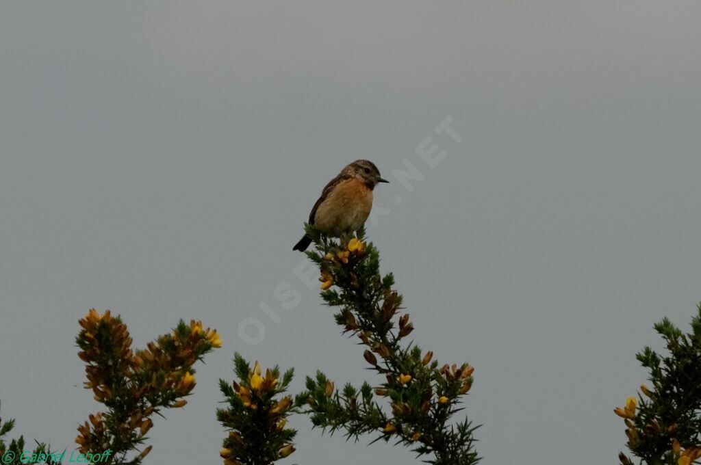 European Stonechat