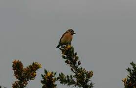 European Stonechat